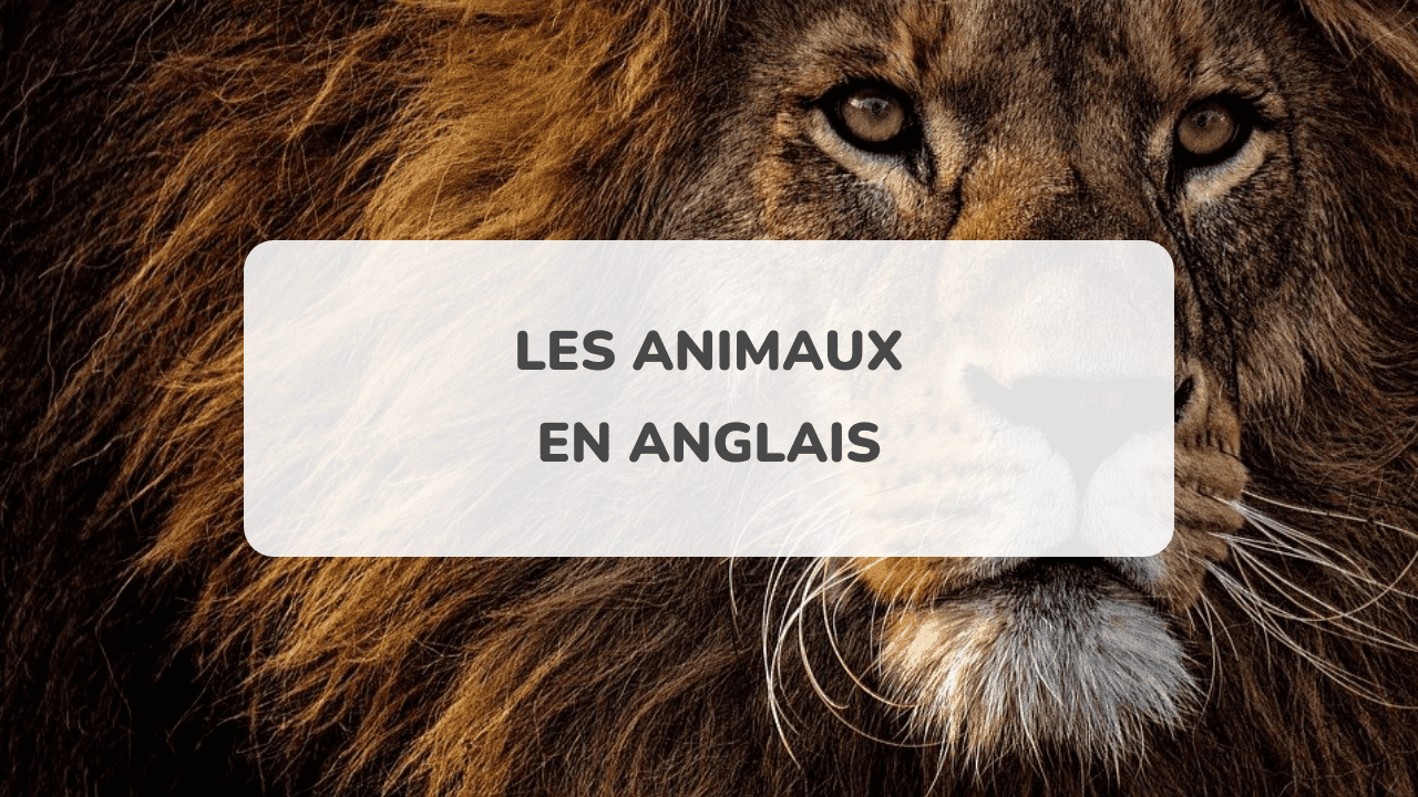 Comment Dit On Australien En Anglais Les animaux en anglais : Vocabulaire et expressions AmazingTalker®