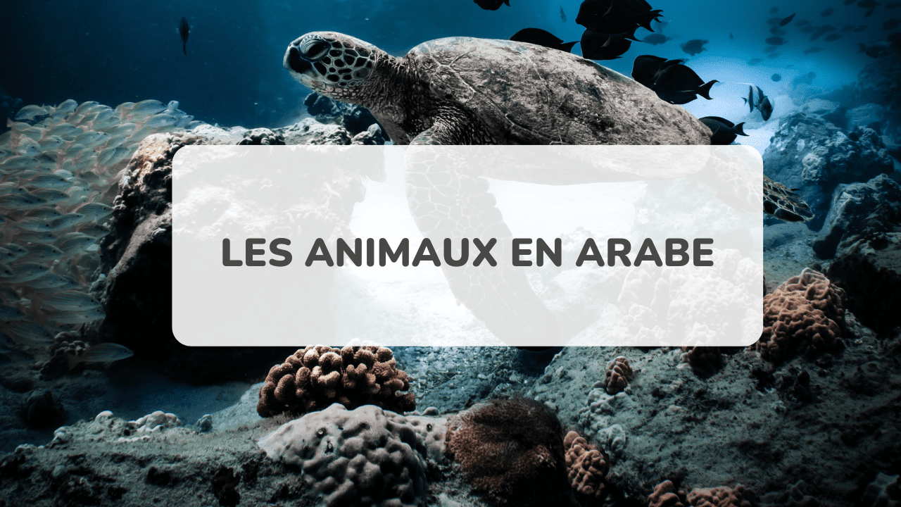 Liste complète des animaux en arabe AmazingTalker®